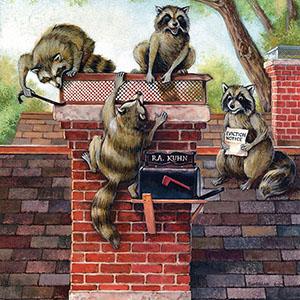 Illustration: Raccoon eviction